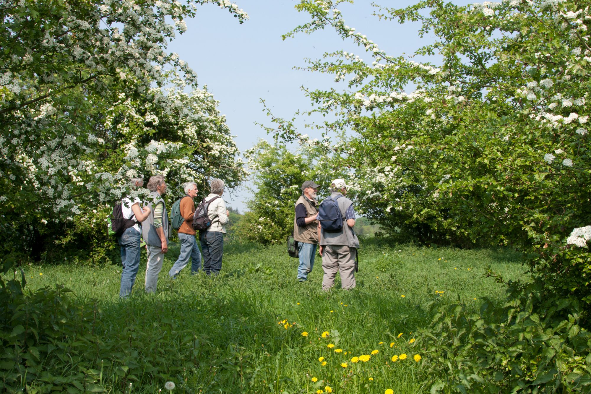 Plantenexcursie Houtribhoek