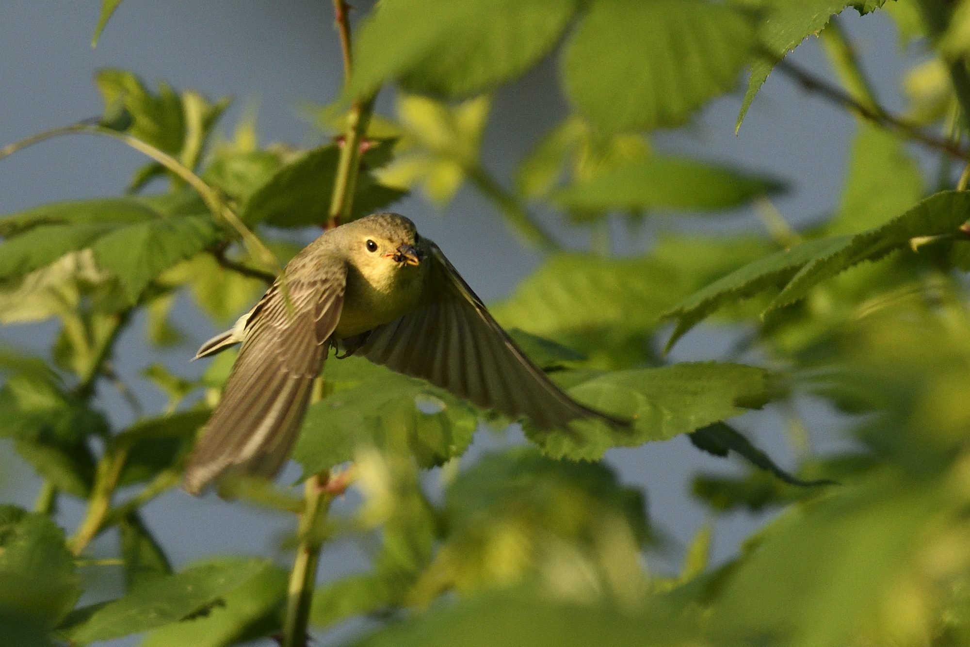 Werkgroep Vogels