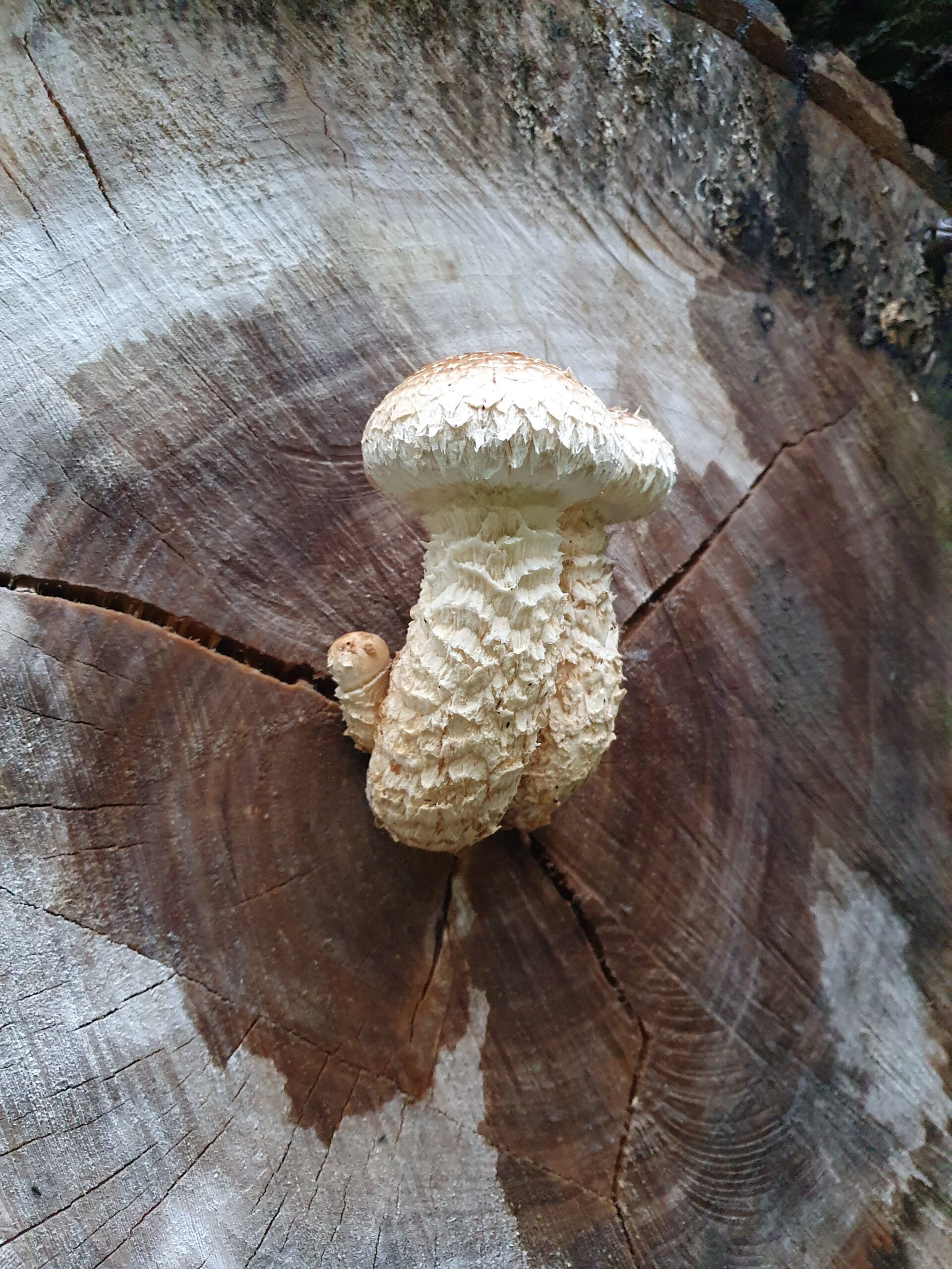 Paddenstoelenexcursie Woldbos