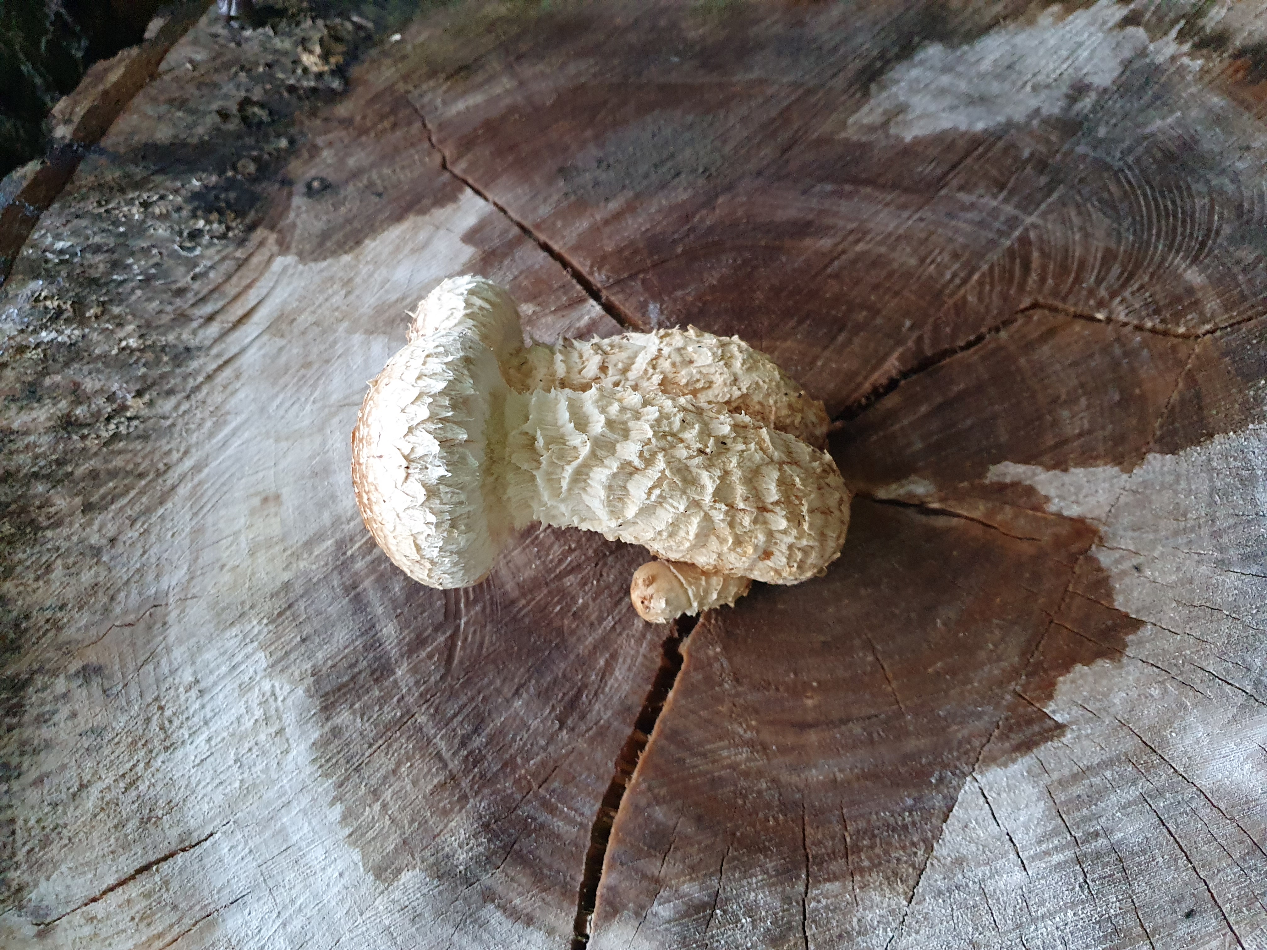 Paddenstoelenexcursie Woldbos