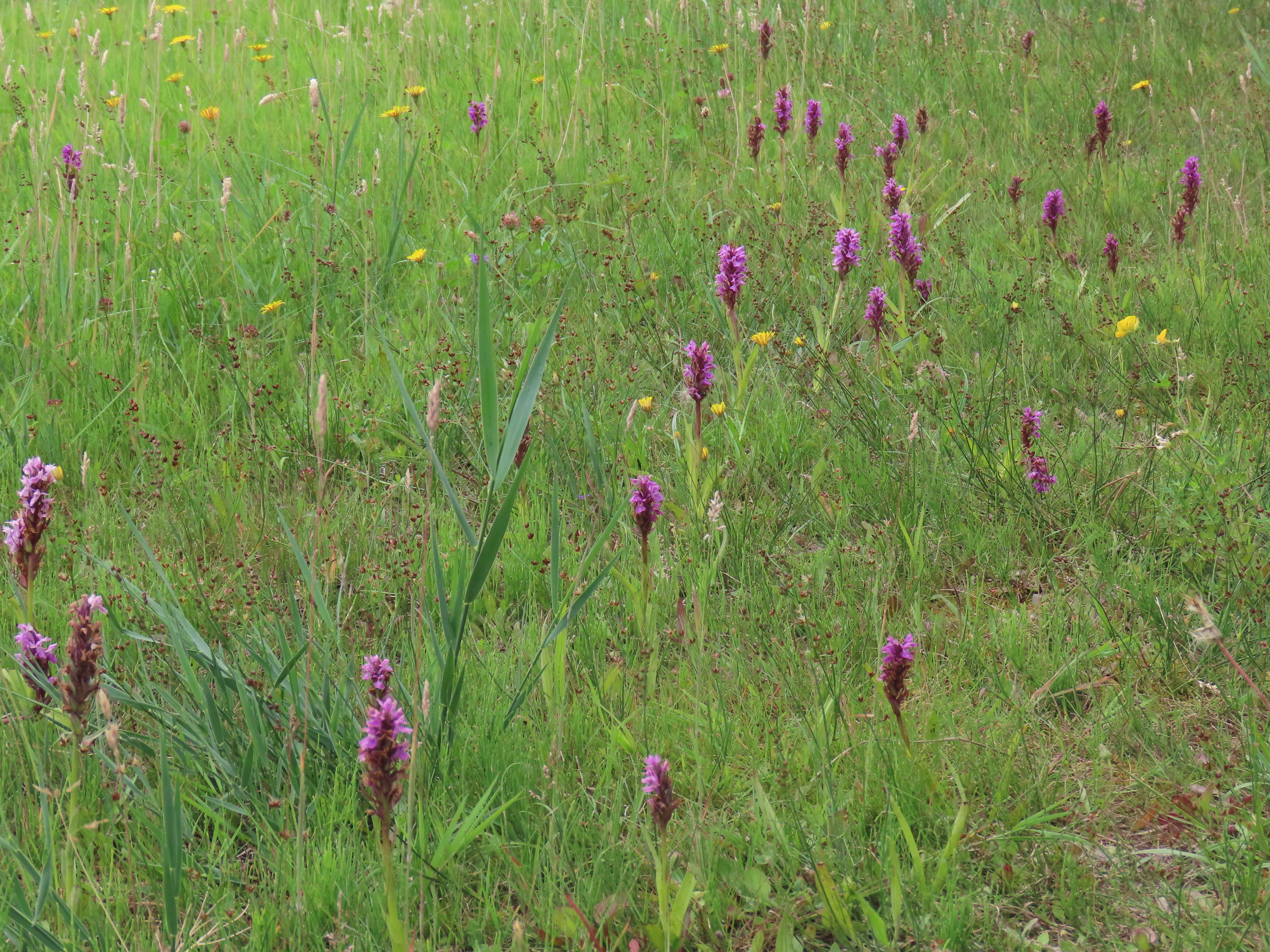 Overlevingsstrategieën in de natuur