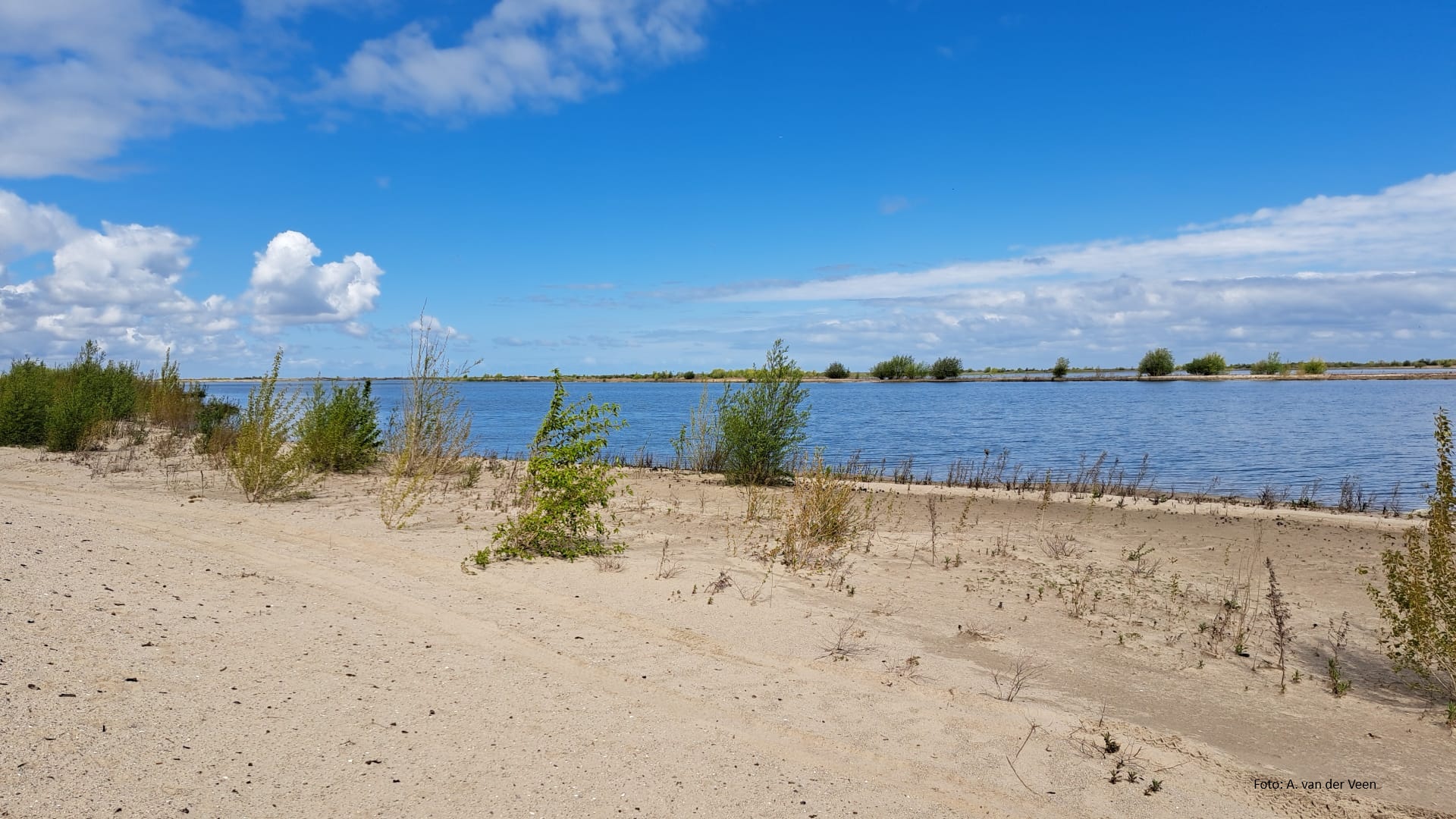 Determinatiecafé Lelystad